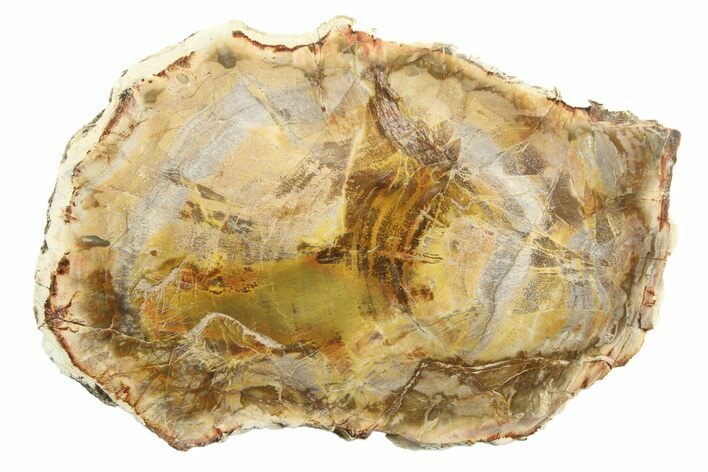 Colorful Petrified Wood (Araucaria) Slab - Madagascar #304931